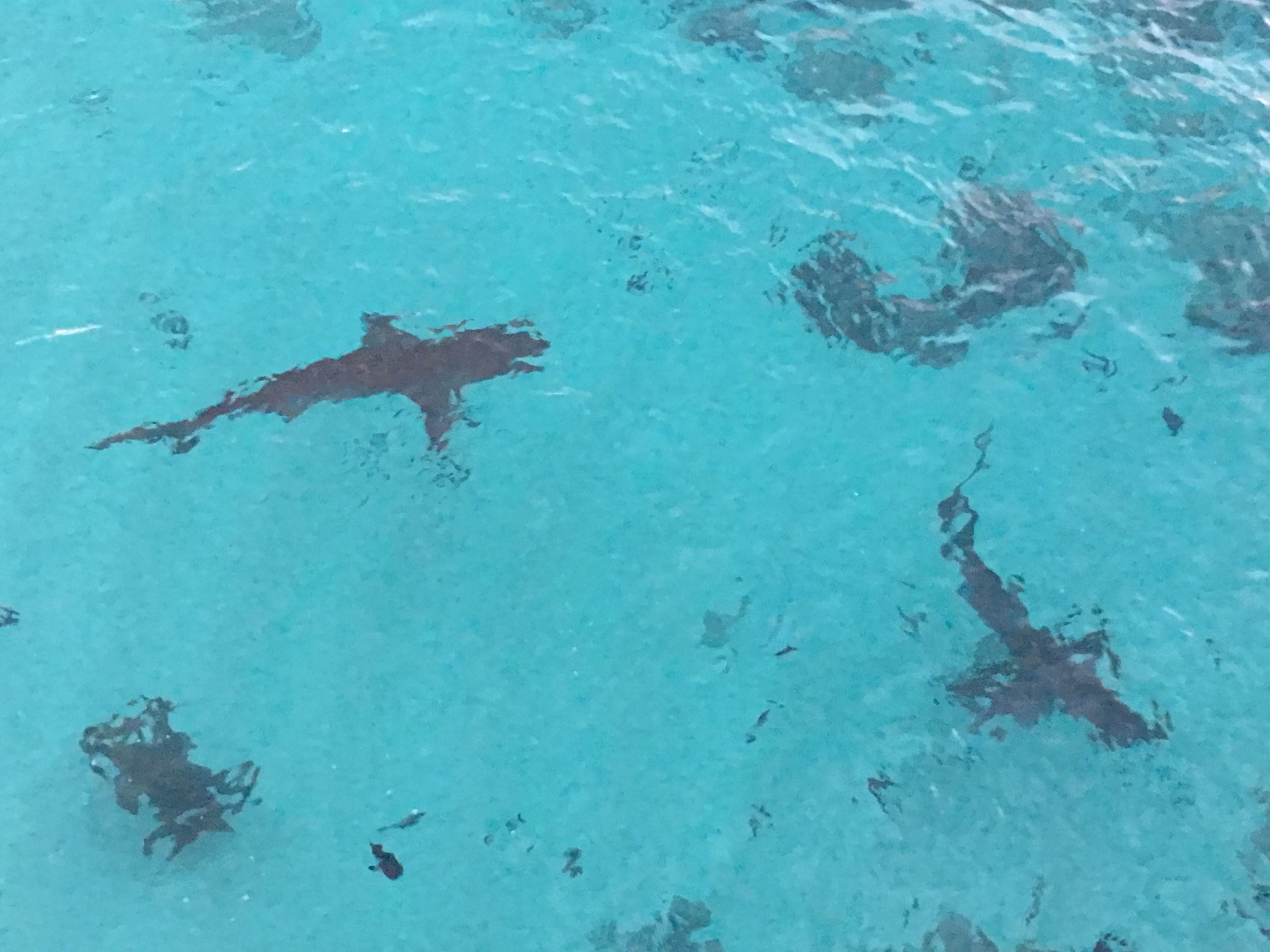 Galapagos sharks at the Pierhead Georgetown, Ascension Island Ascension ...