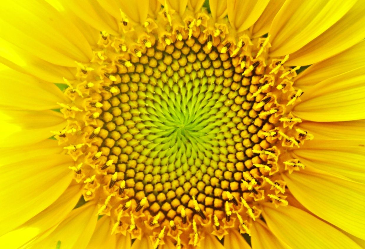 Fibonacci In De Natuur In 2020 Realistische Tekeningen Dennenappel ...