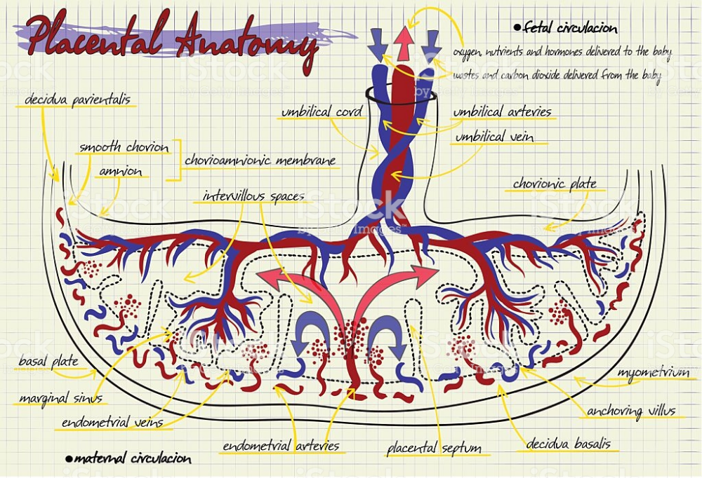 diagram of the structure of human placenta - Royalty-free Placenta ...