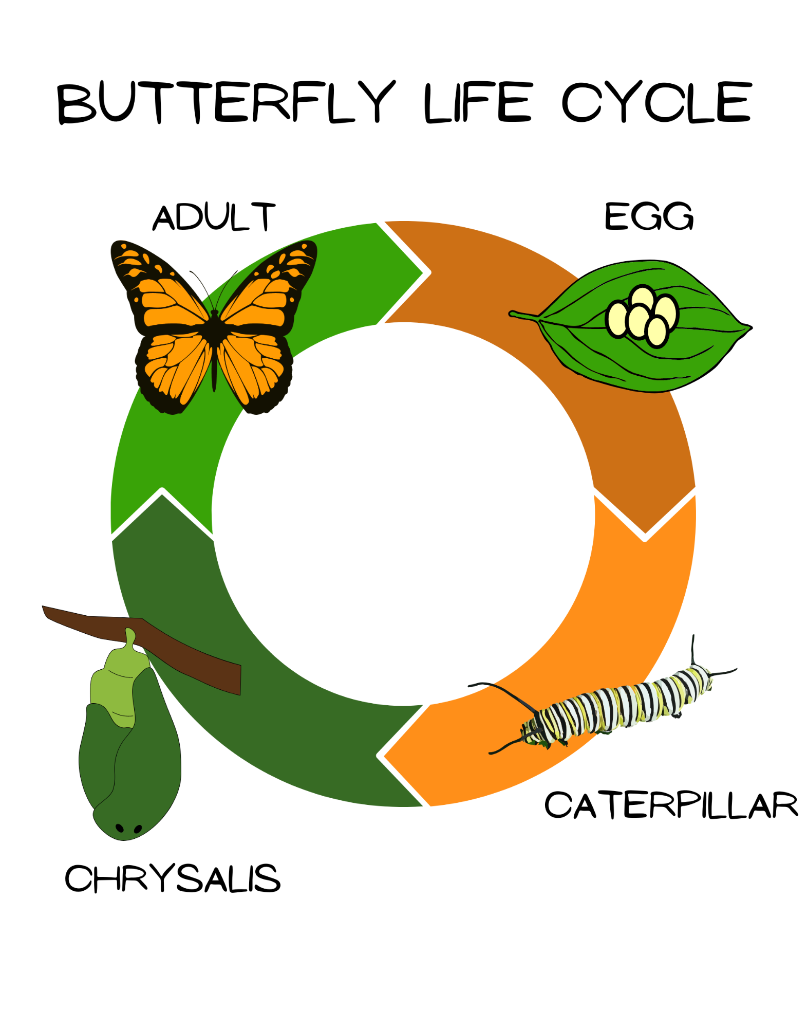 Follow the path of a butterfly with this butterfly life cycle poster! # ...