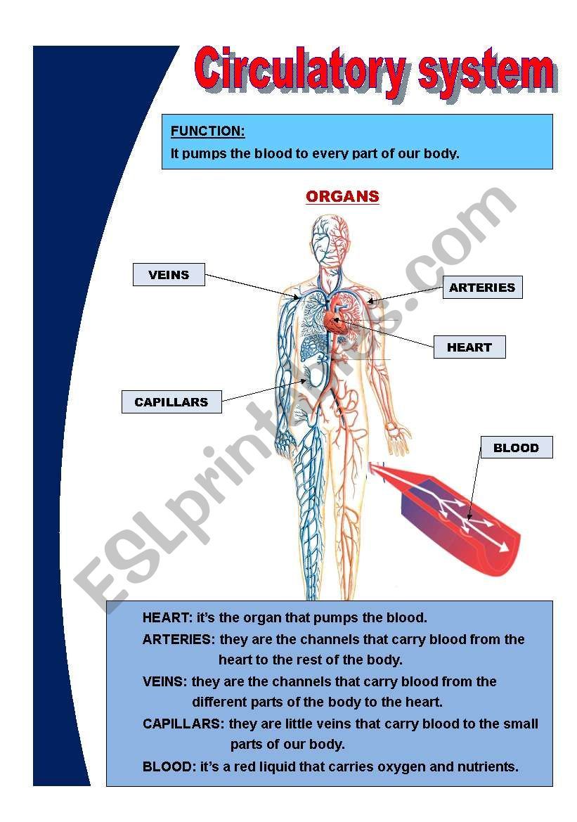 Circulatory System Diagram And Functions