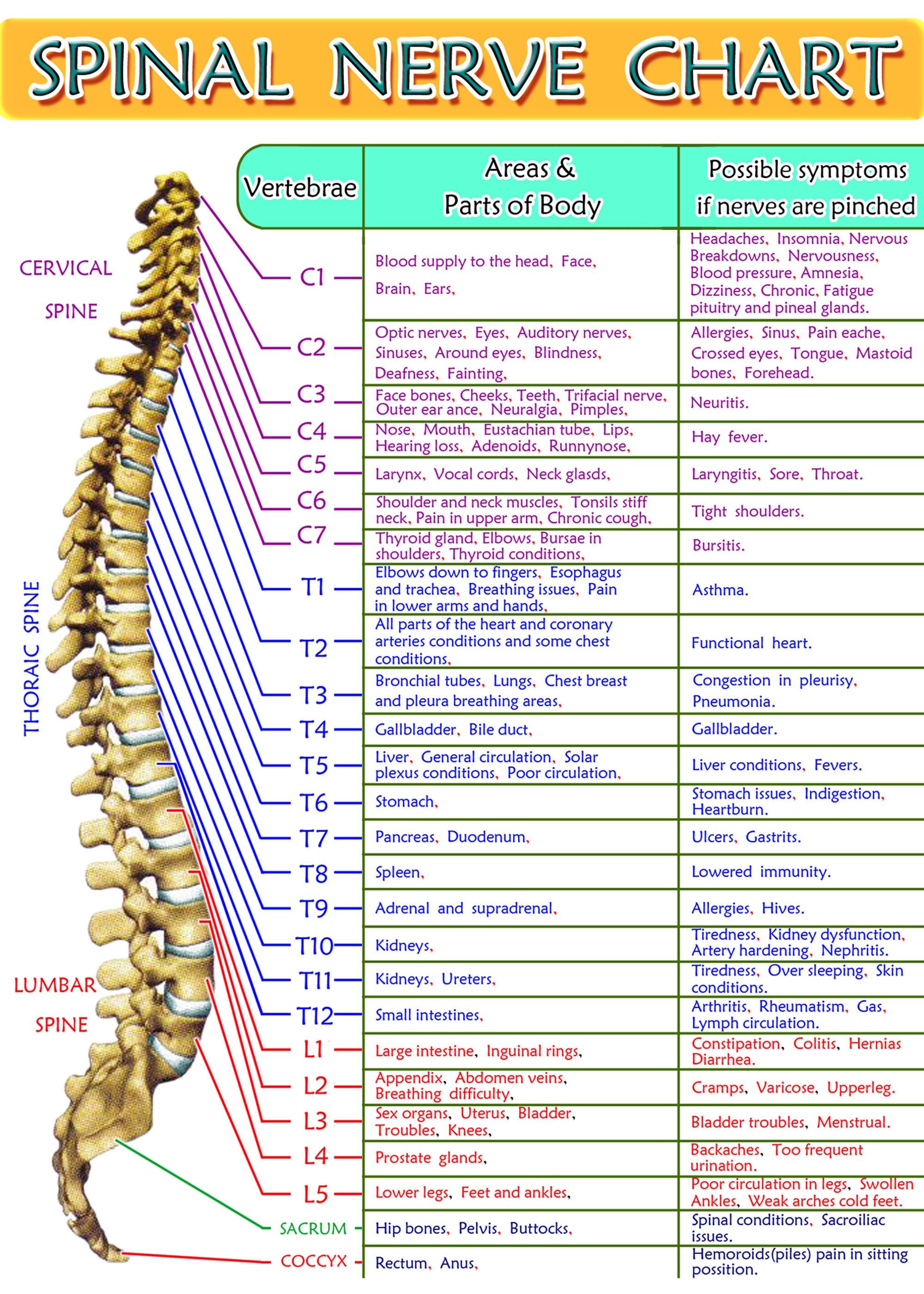 Chart Of Nerves From Spine