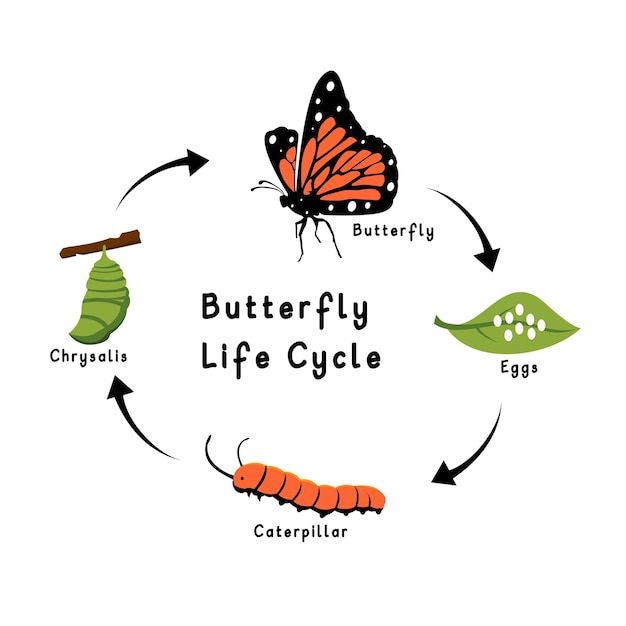 Butterfly Life Cycle