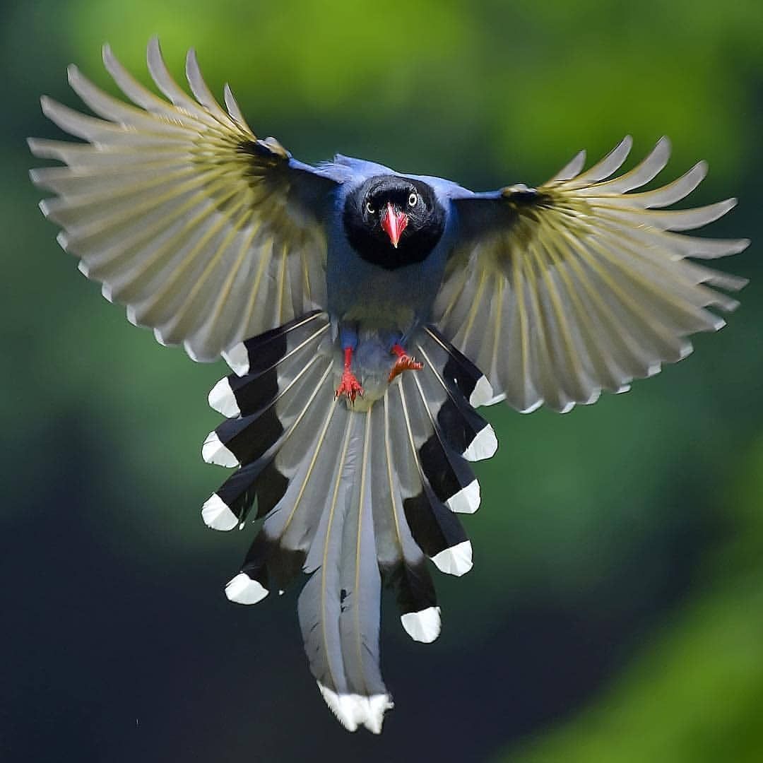 B I R D S O N E A R T H sur Instagram : « Taiwan Blue Magpie By:@udnleo ...