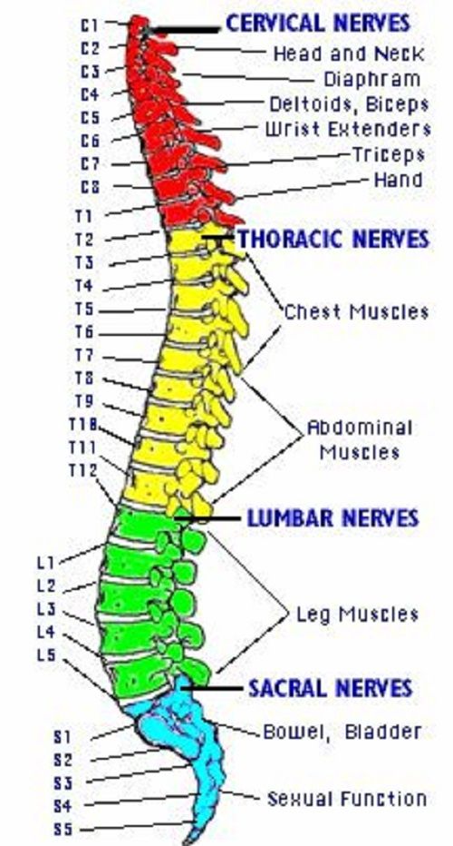 Schematic Diagram Of Spinal Cord