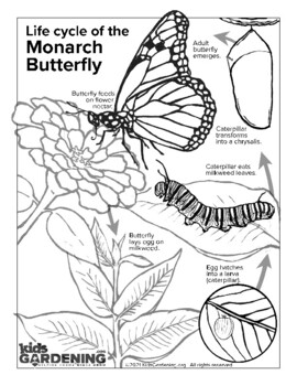 Monarch Life Cycle Coloring Page | Life cycles, Coloring pages ...