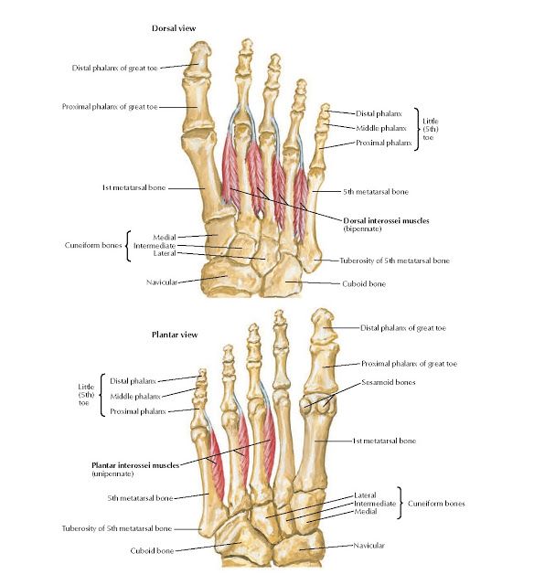 Interosseous Muscles of Foot Anatomy Plantar view, Distal phalanx of ...