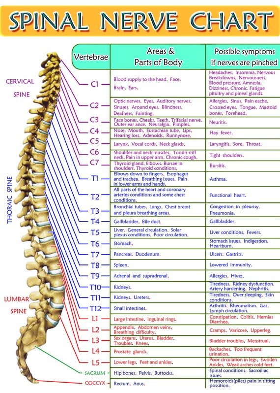 Printable Spinal Nerve Chart - Printable World Holiday