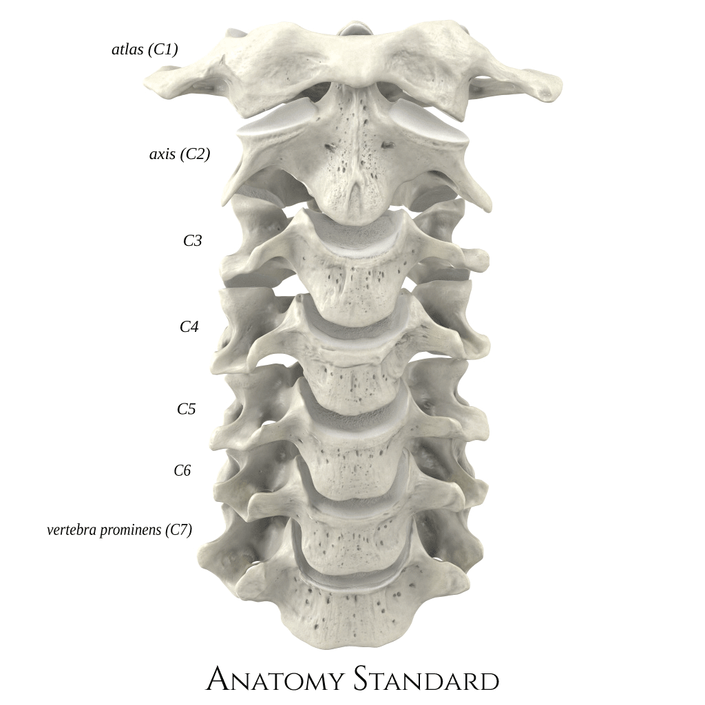 Pin on Cervical vertebra