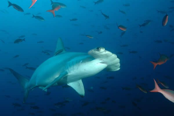 Galapagos Islands are on my bucket list. Diving with a school of ...