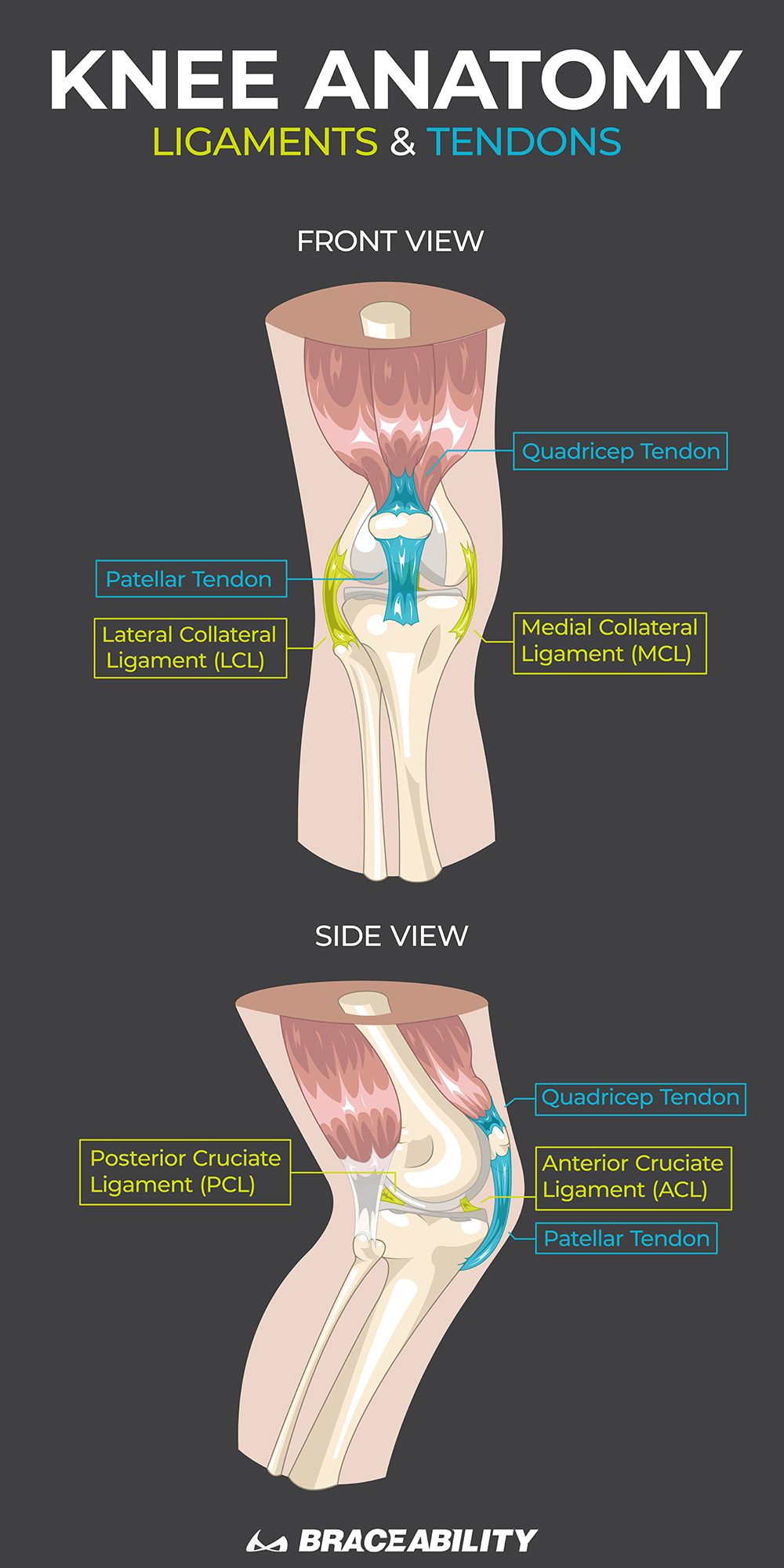 The knee pain diagram – Artofit