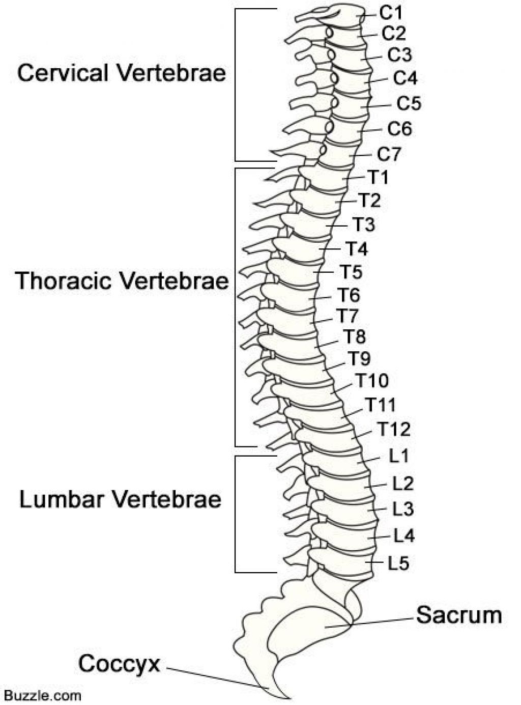 Spine Chart With Numbers