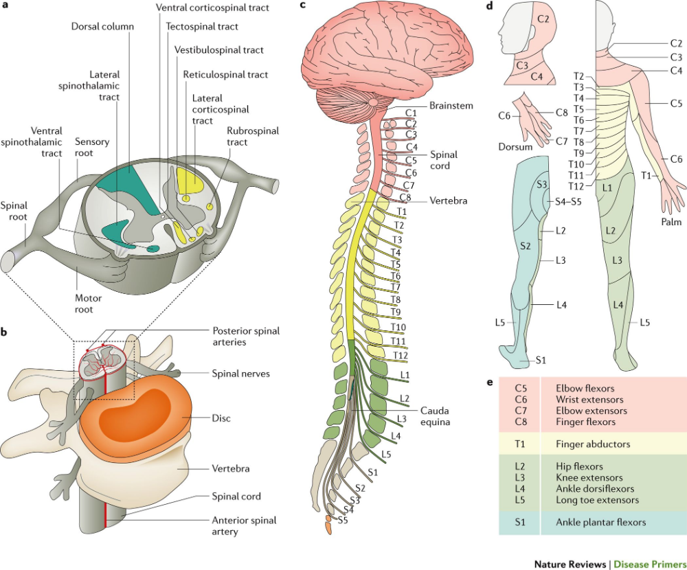 Spinal Nerve, Spinal Cord Injury, Spinal Cord Anatomy, Paraplegia ...