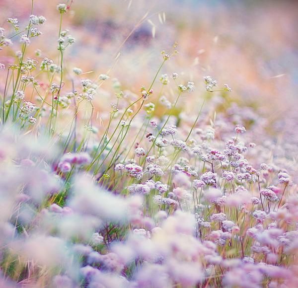 pastel meadow. Wild Flowers, Beautiful Flowers, Beautiful Pictures ...