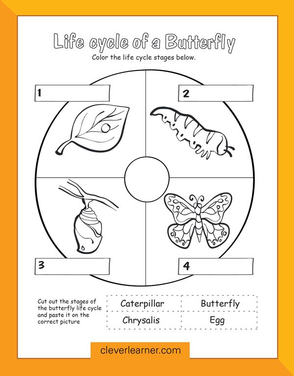 Butterfly life cycle preschool worksheet. #preschool #science # ...