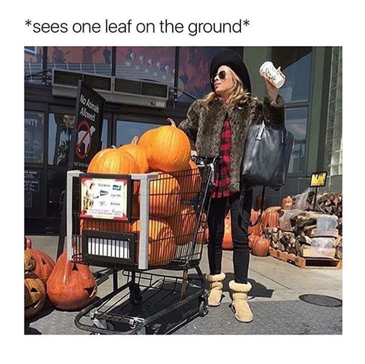 √ Waiting For Fall Meme