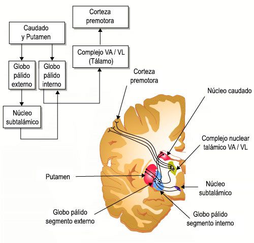 Ganglios Basales: anatomía y función | Anatomía, Anatomia y fisiologia ...