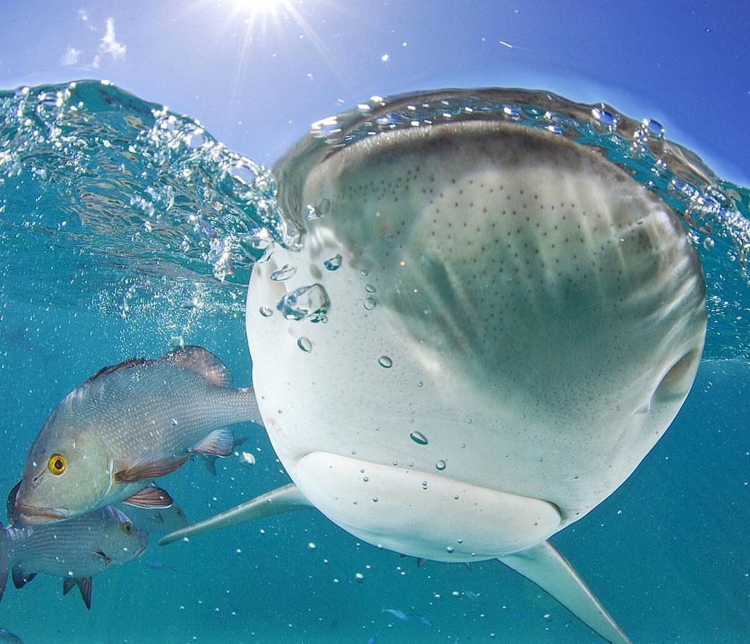 Photograph by @thomaspeschak Galapagos sharks are one of the most ...