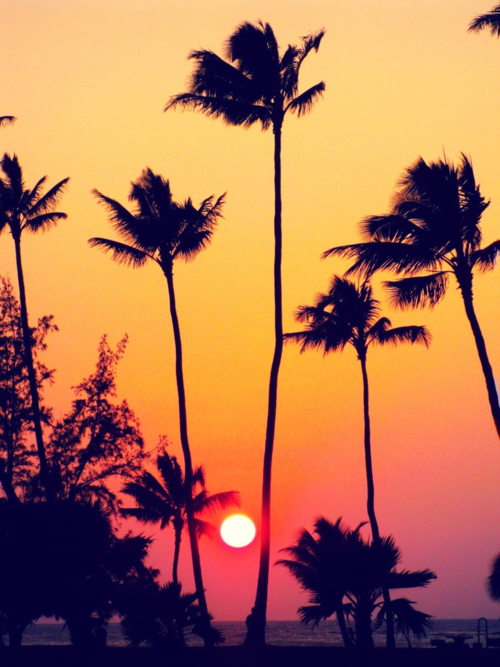 Sunset | Palm trees tumblr, Summer sunset, Sunset