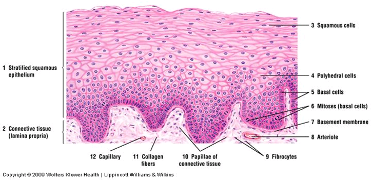 Stratified Squamous Epithelium Non Keratinized Labeled