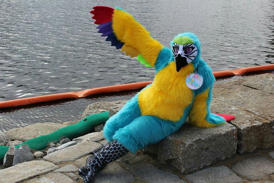 Manic Malli Macaw Fursuit! one of the few parrot suits around! #macaw # ...