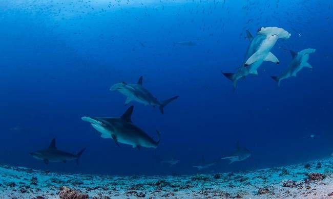 New Galápagos sanctuary protects unique marine life | Galapagos shark ...