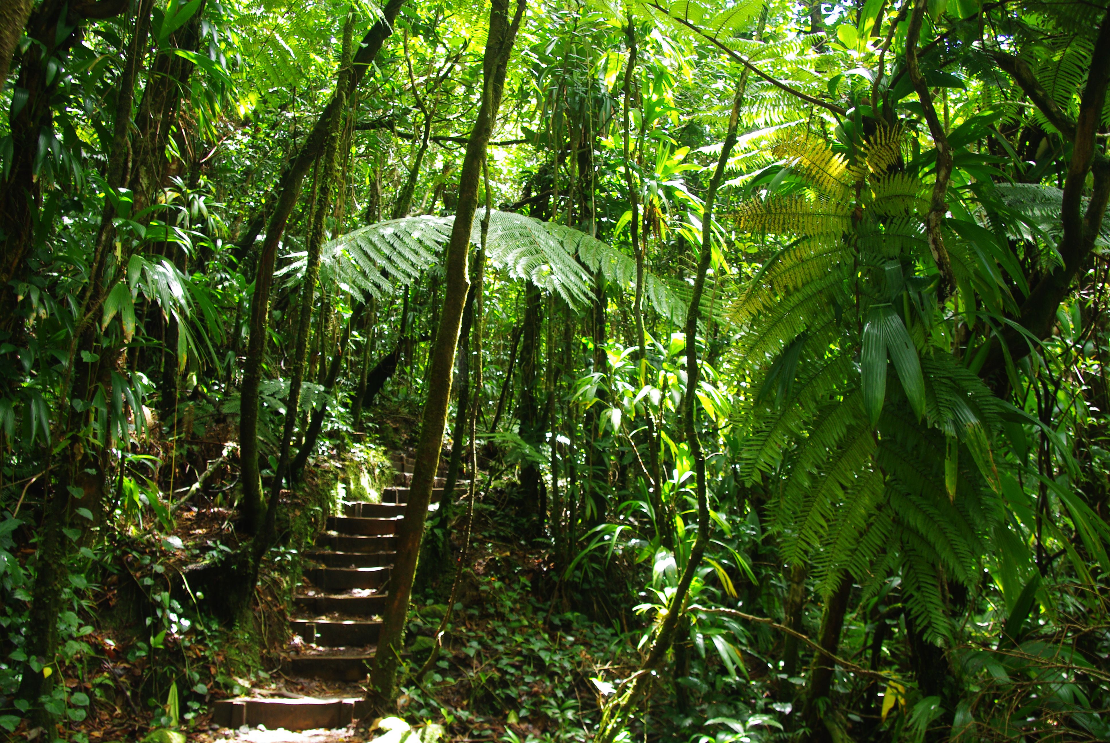 Pin on Bosque tropical