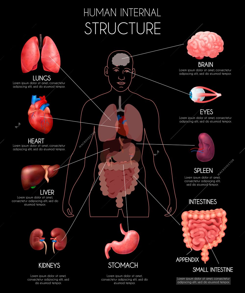 Realistic human internal organs infographics with lungs heart liver ...