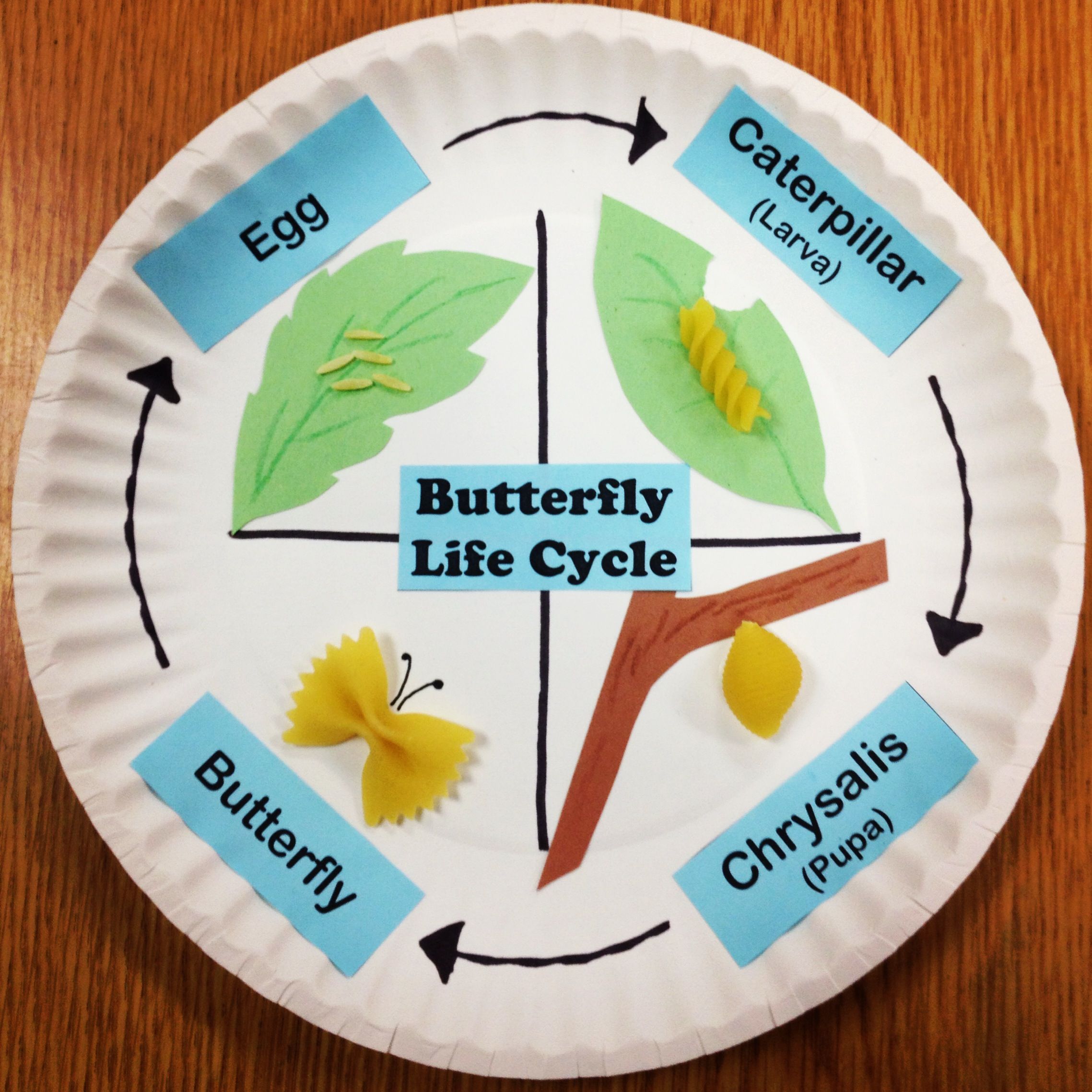 Butterfly Life Cycle Paper Plate Craft Butterfly Life Cycle Craft ...