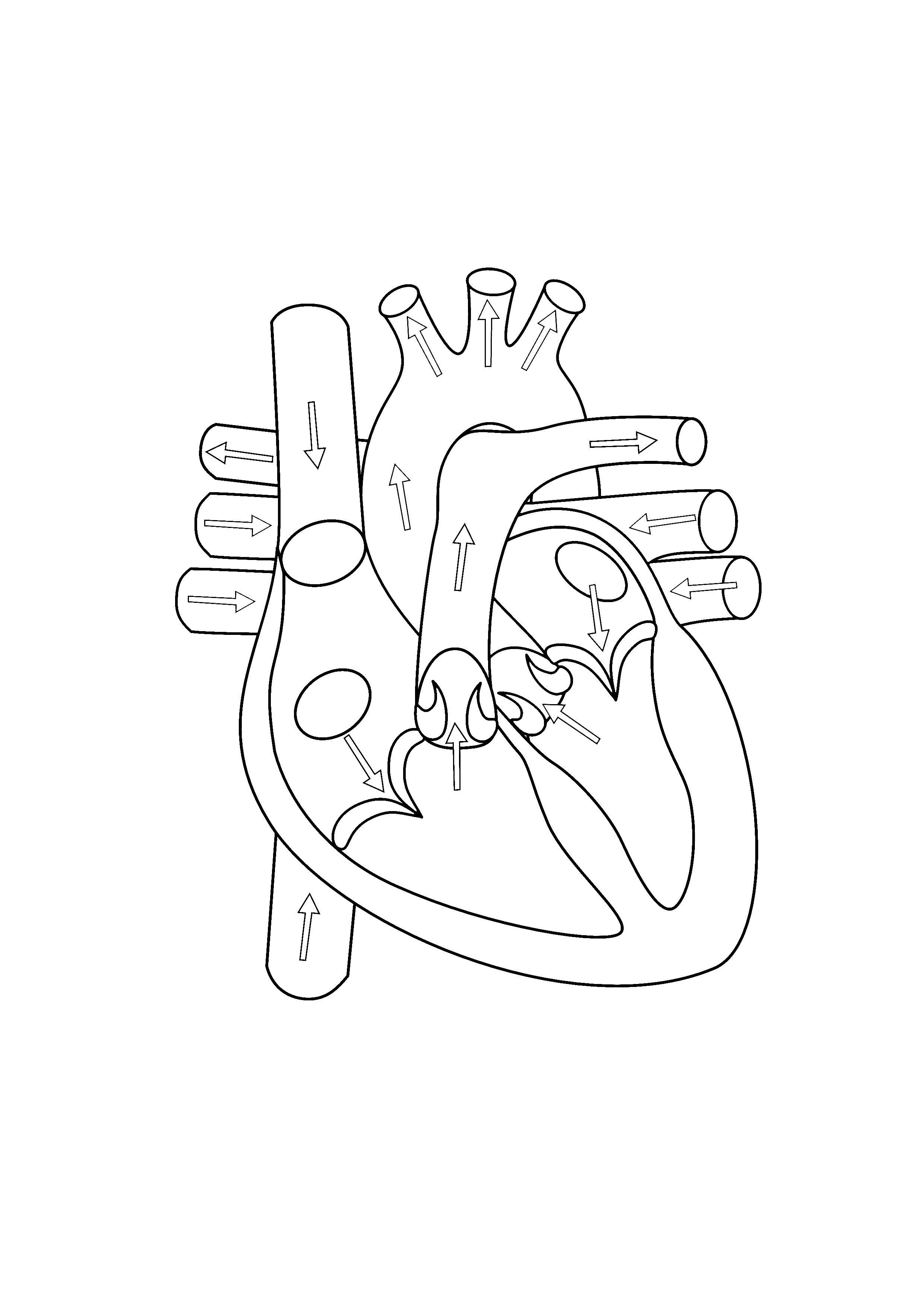 Human heart diagram – Artofit