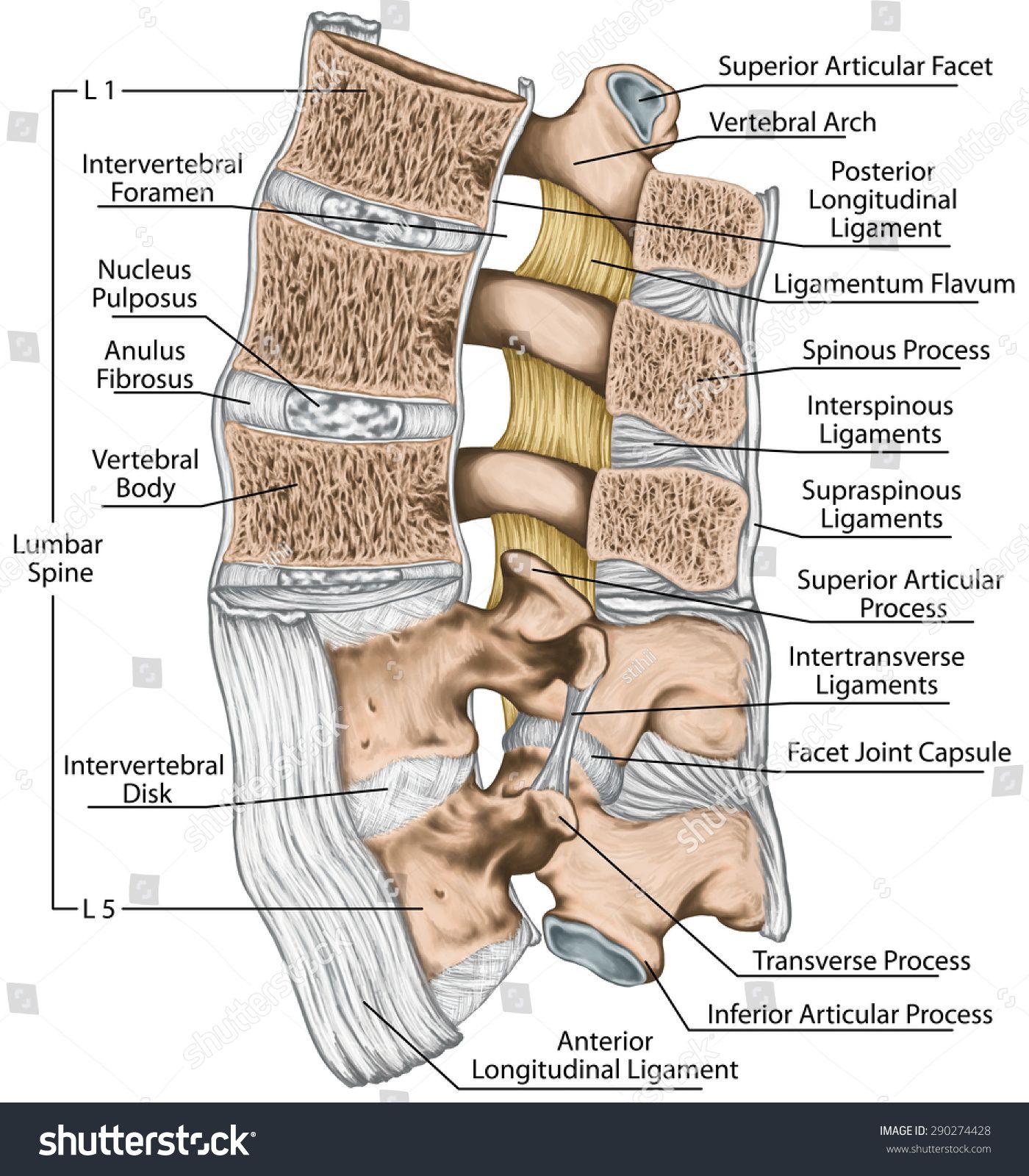 Ligamentum Flavum Mri Anatomy Human Anatomy - vrogue.co