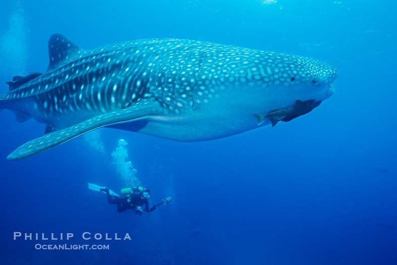 Galapagos Islands Sea Animals | Whale shark. Darwin Island, Galapagos ...