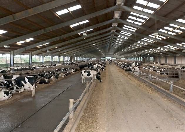 dairy farm cow shed design - Google Search | Farm shed ...