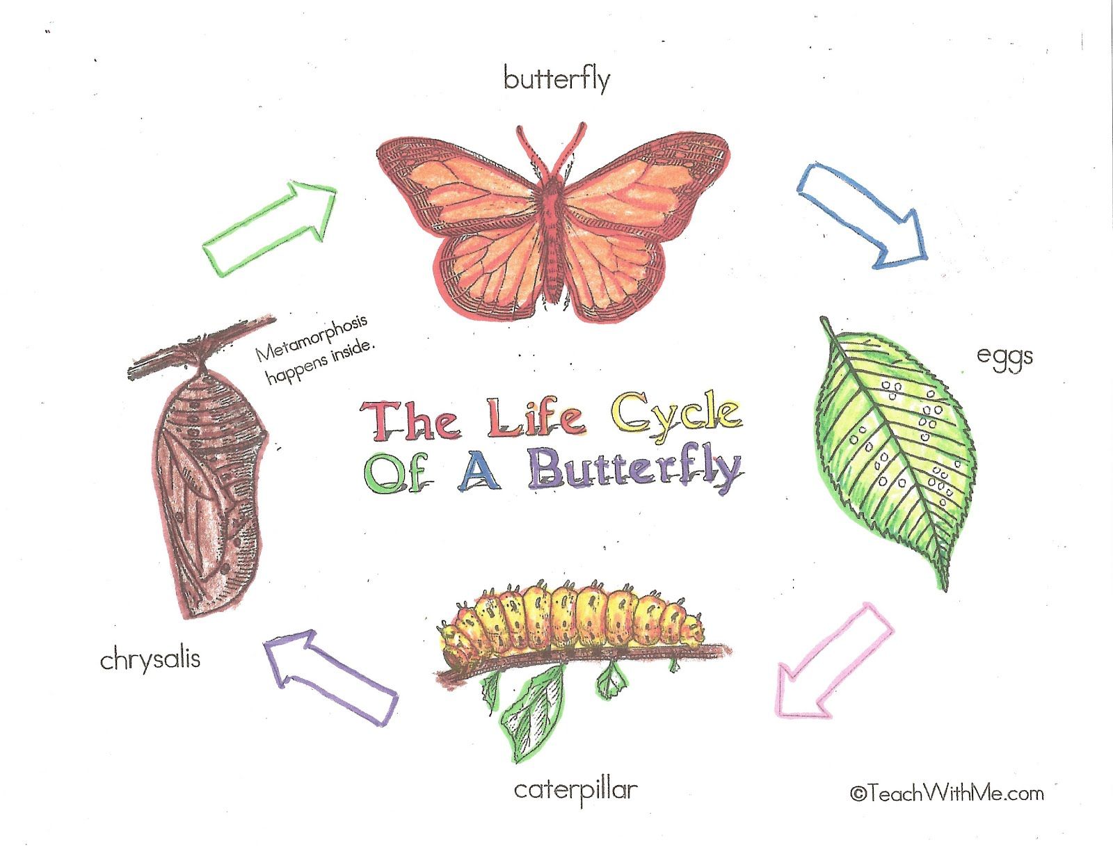 Printable Butterfly Life Cycle