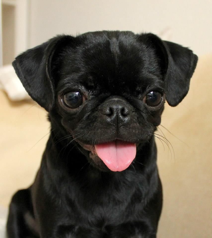 Pug! Black Pug Puppies, Cute Puppies, Dogs And Puppies, Cute Dogs, Pug ...