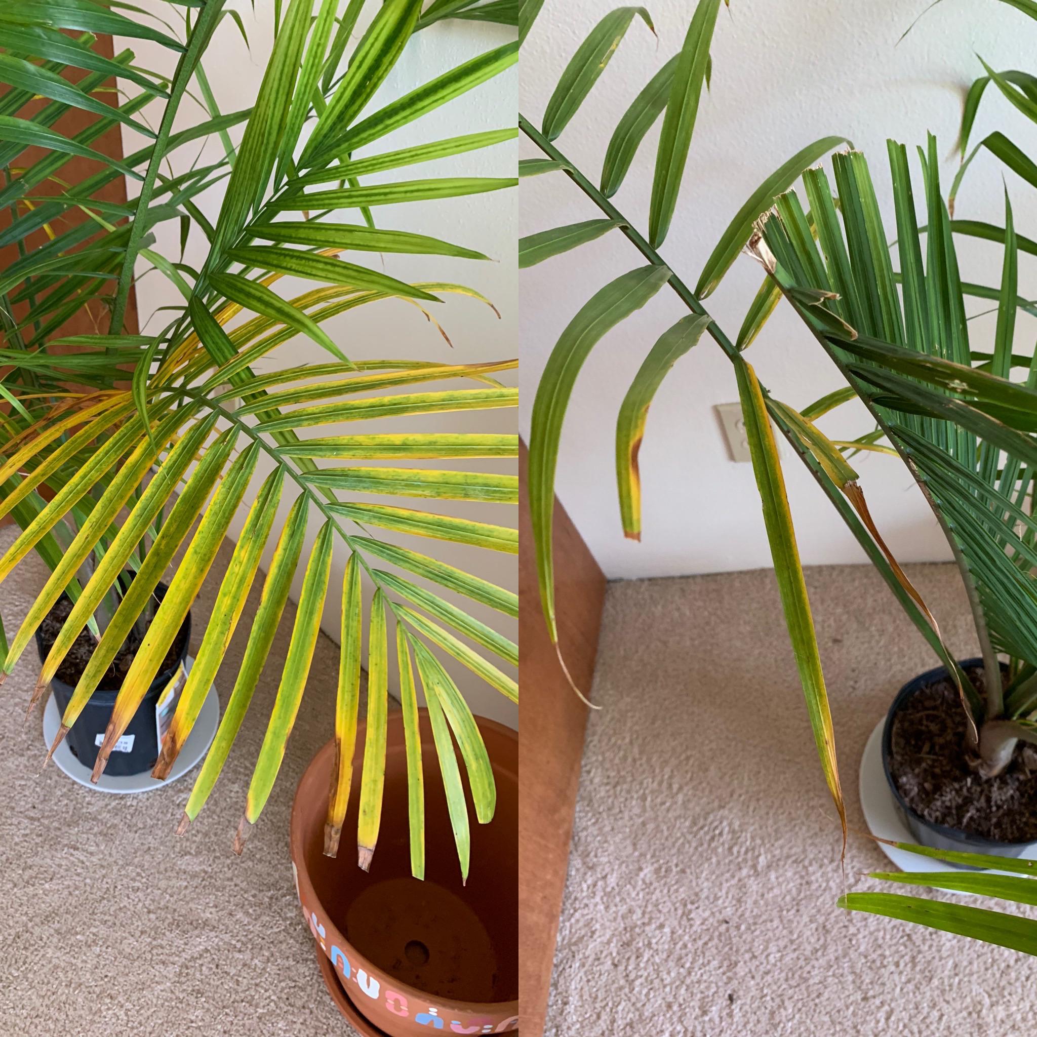 Leaf of palm suddenly turned yellow, now spreading to another leaf? : r ...