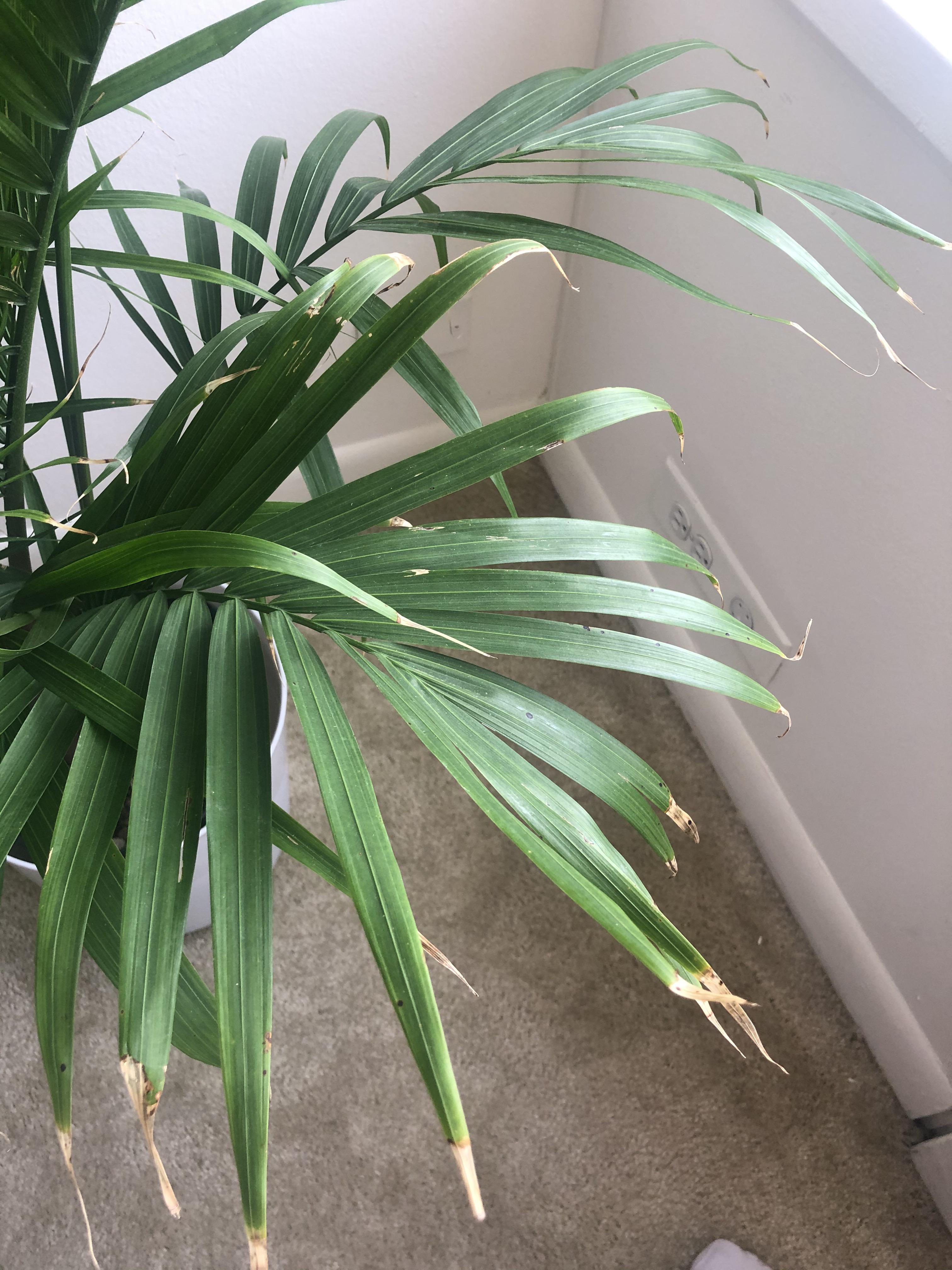 Why does my majesty palm have brown tips? I just got the plant and the ...