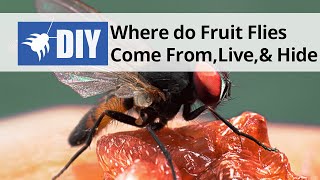 Where do Fruit Flies Come From, Live, and Hide