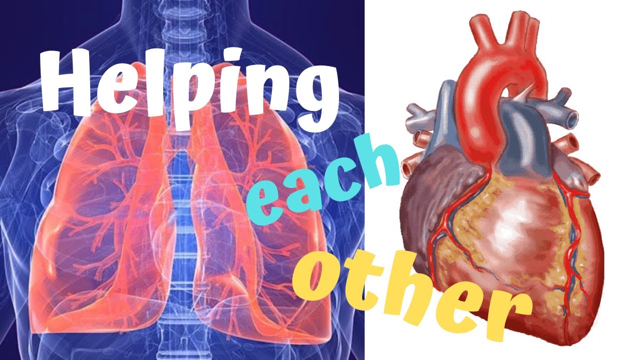 Respiratory and Circulatory Systems Working Together - YouTube