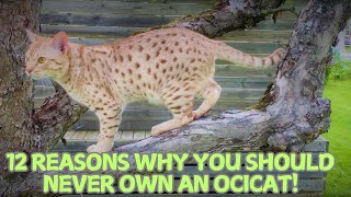 12 Reasons Why You Should Never Own an Ocicat!