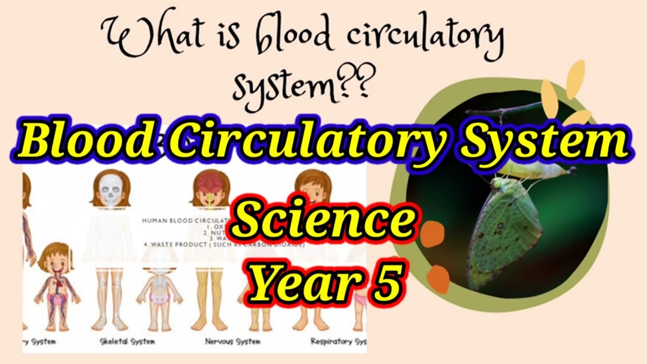 Blood Circulatory System | Science DLP Year 5 - YouTube