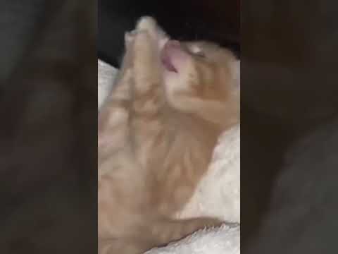 Kitten bites their paw 🥺#aww #cutekitten #kitten #cute #adorable - YouTube