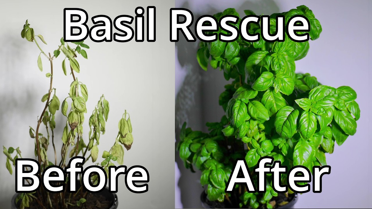 How To Save A Basil Plant (With Time Lapse) - YouTube