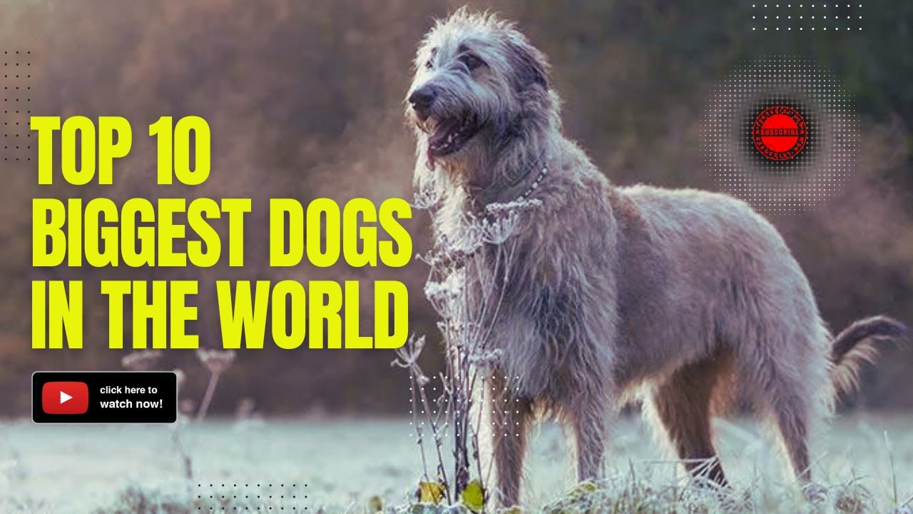 The Top 10 Biggest Dogs in the World: Majestic Giants Among Canines ...