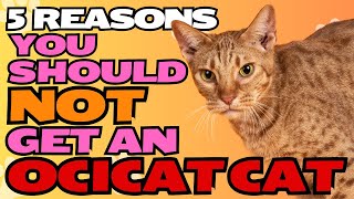 5 Reasons You Should NOT Get an Ocicat Cat