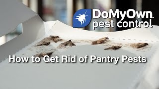 How to Get Rid of Pantry Pests