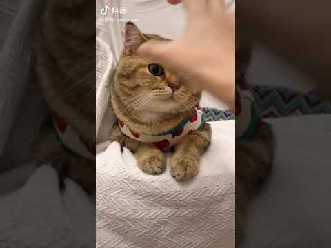 Cute cat tik tok #short - YouTube