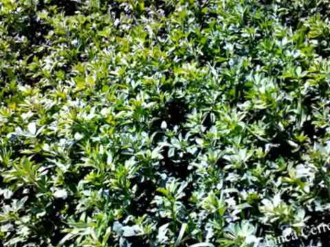 ALFALFA pacas de alfalfa en rama - YouTube