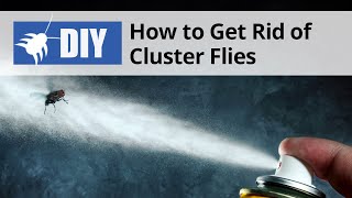 How to Get Rid of Cluster Flies