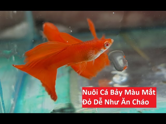 Nếu Biết Điều Này Bạn Sẽ Nuôi Tốt Dòng Cá Bảy Màu Mắt Đỏ | Tuấn Cá ...